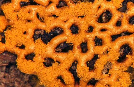 Hemitrichia serpula (Hemitrichia serpula) - © Heinz Prelicz Hemitrichia serpula (Hemitrichia serpula) - © Heinz Prelicz